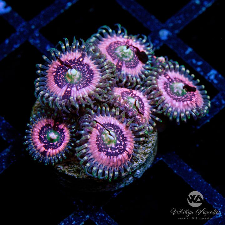 WA Pink Zipper Zoa