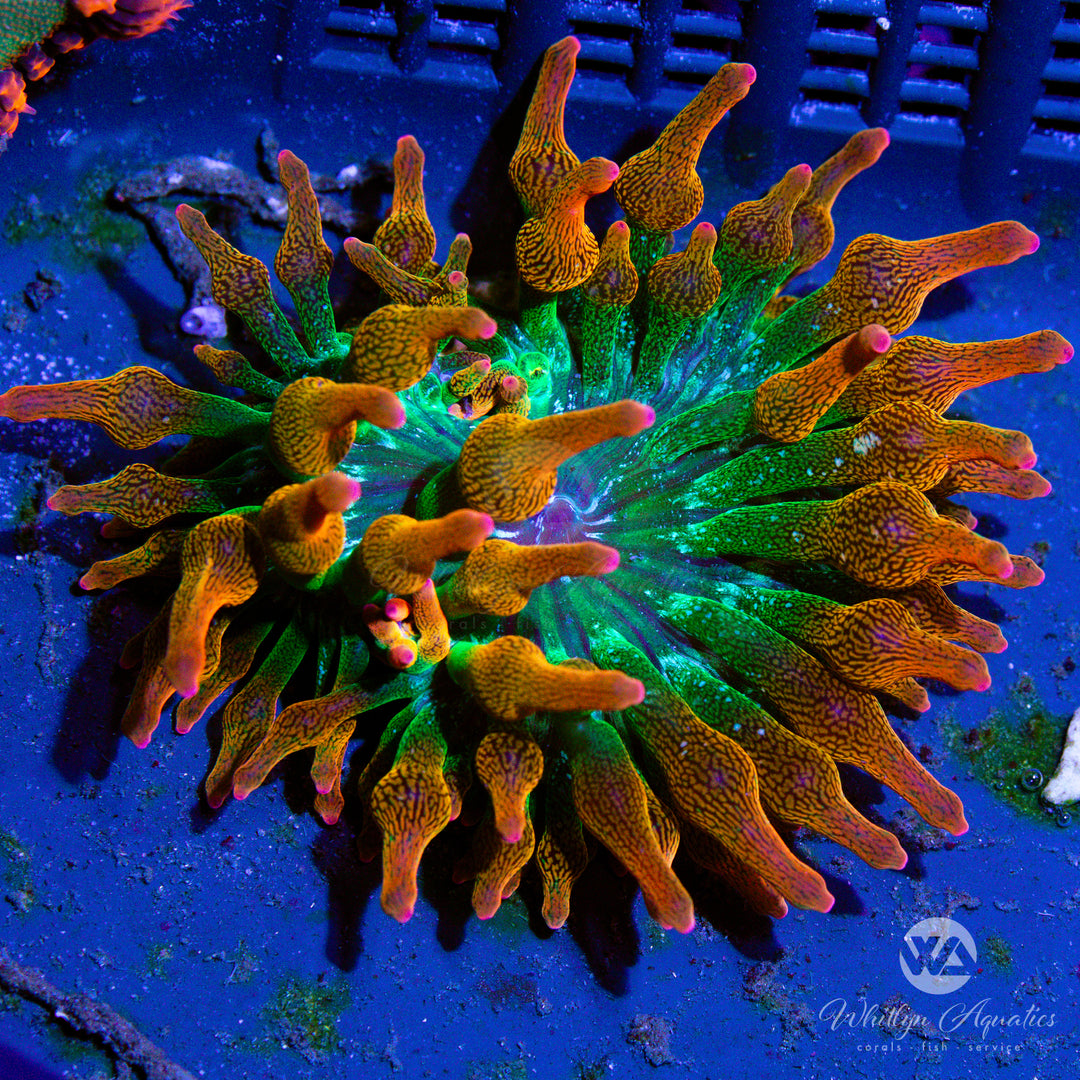 WA Rainbow Bubble Tip Anemone - Entacmaea quadricolor