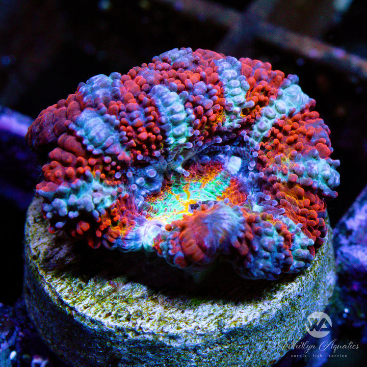 WA Rainbow Peppermint Acan