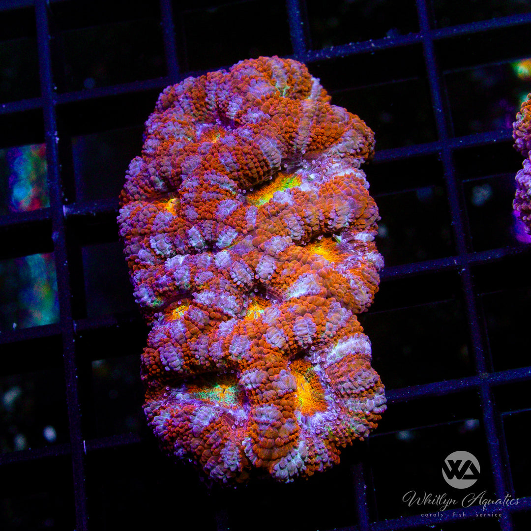 WA Rainbow Peppermint Acan