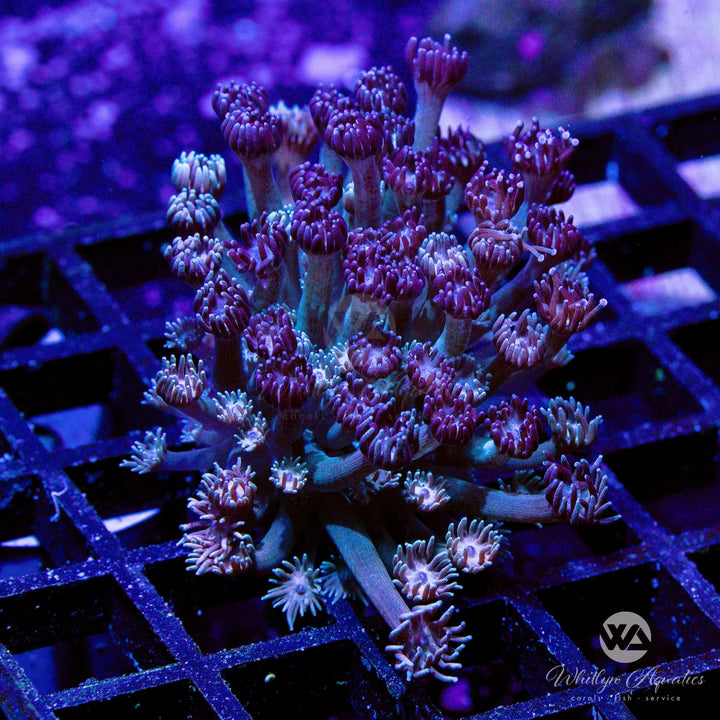 WA Too Toned Goniopora (Aquacultured)