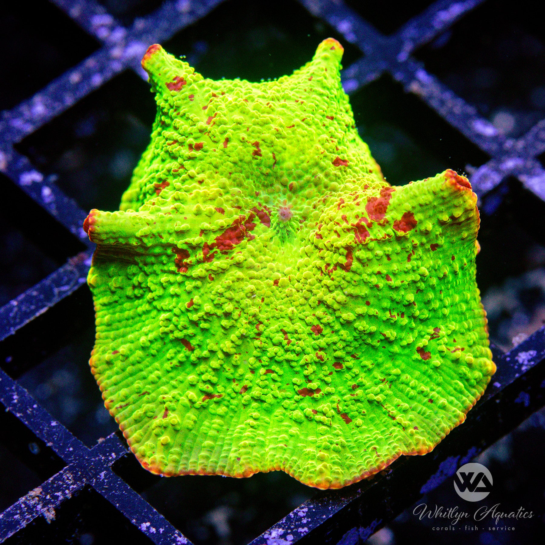 We Be Jammin' Eclectus Jawbreaker Mushroom – Whitlyn Aquatics