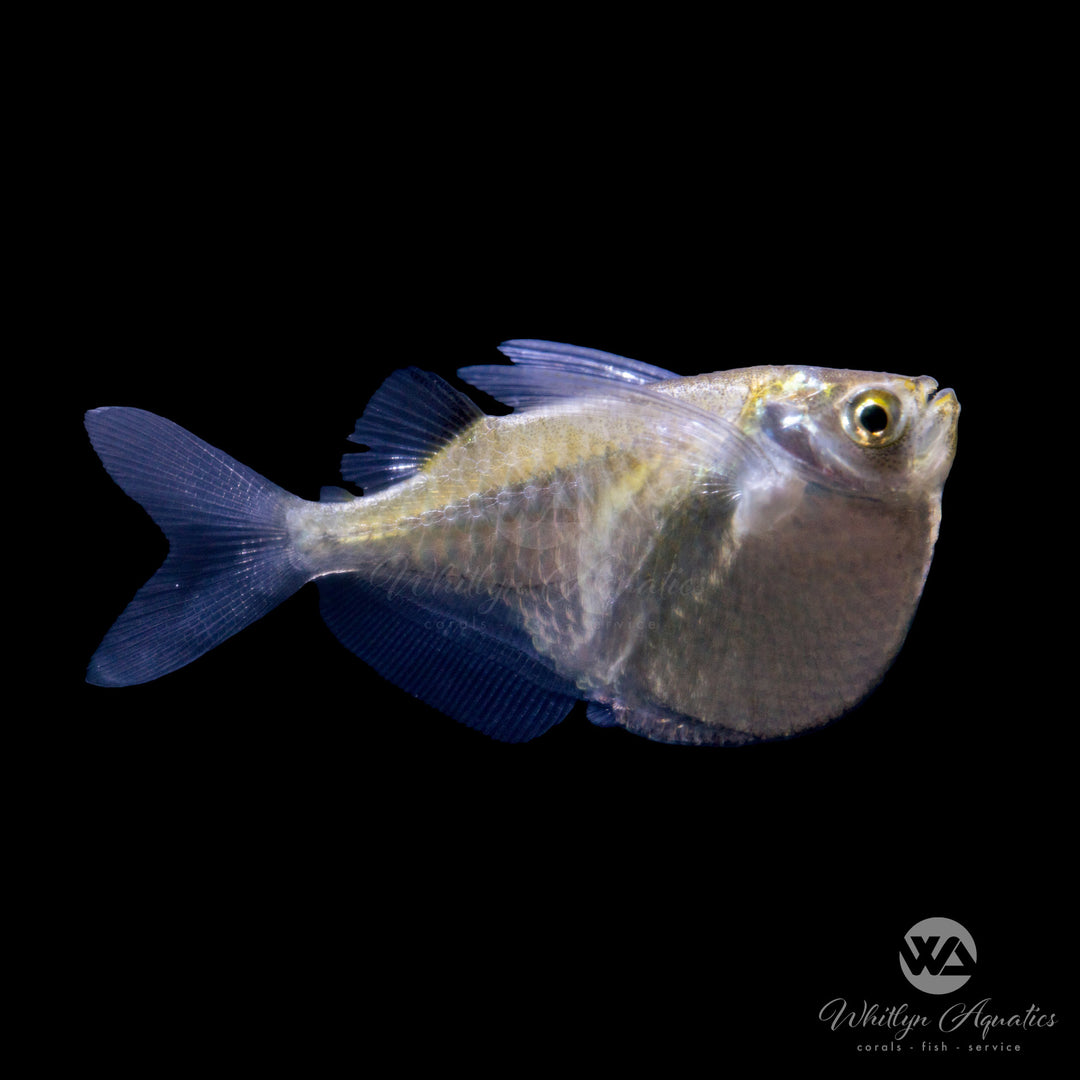 White Hatchetfish - Thoracocharax stellatus