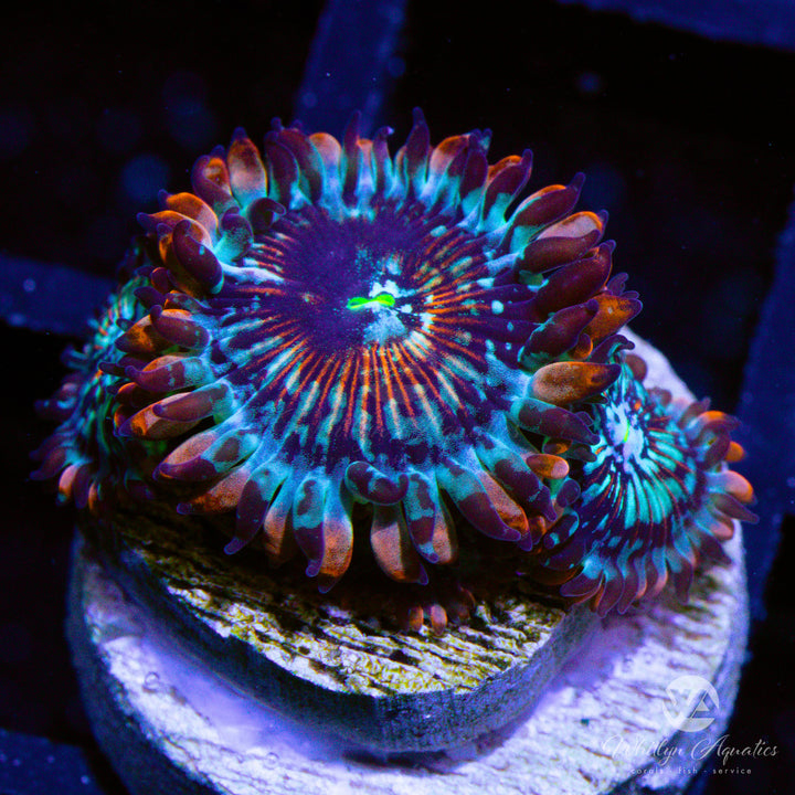 White Zombie Zoa