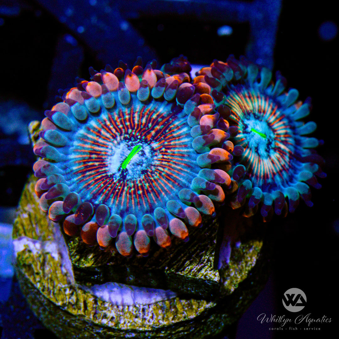 White Zombie Zoa