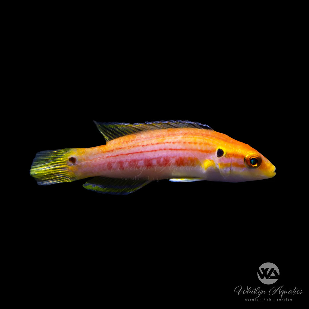 Yellow Candy Hogfish - Bodianus bimaculatus