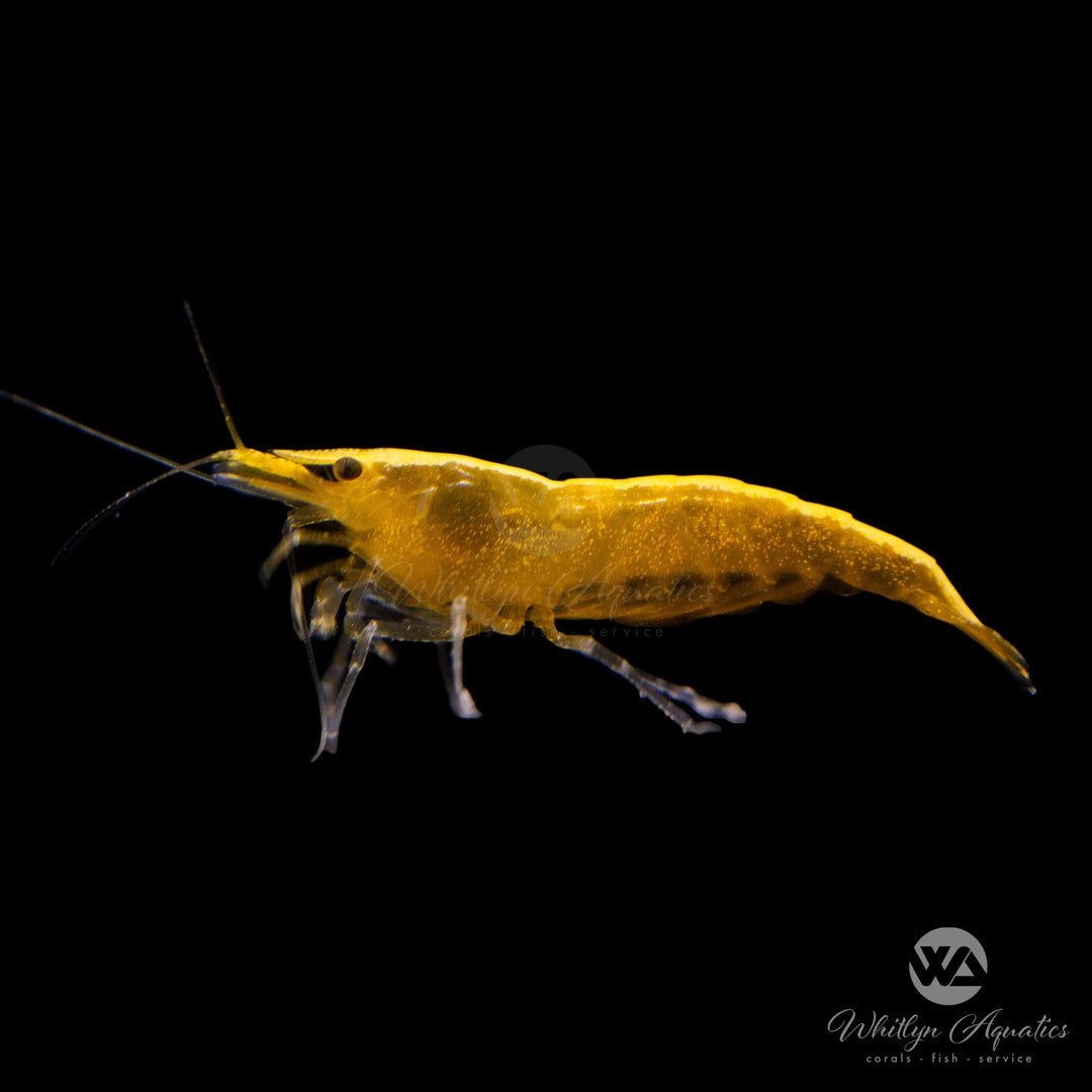 Yellow Goldenback Shrimp - Neocaridina sp.