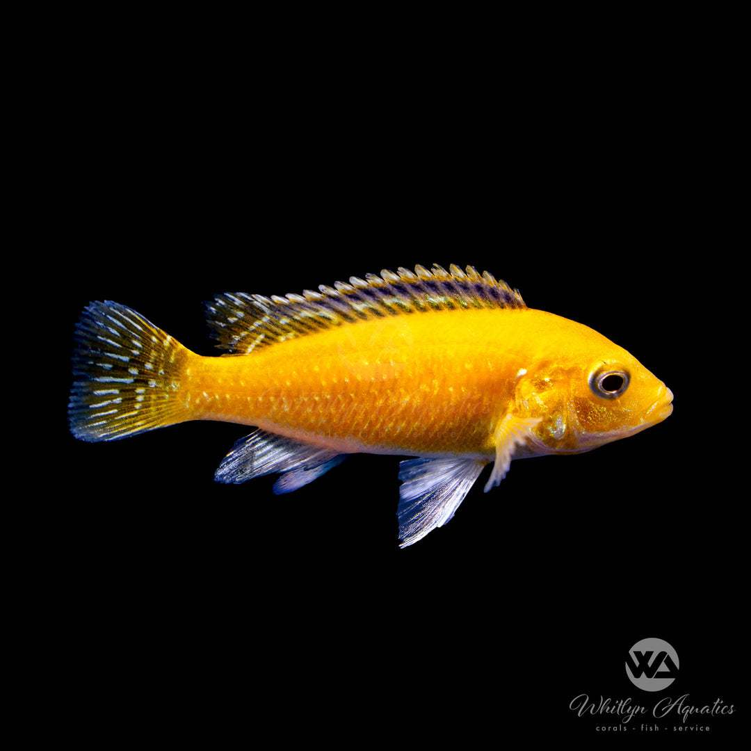 Yellow Lab Mbuna Cichlid - Labidochromis caeruleus