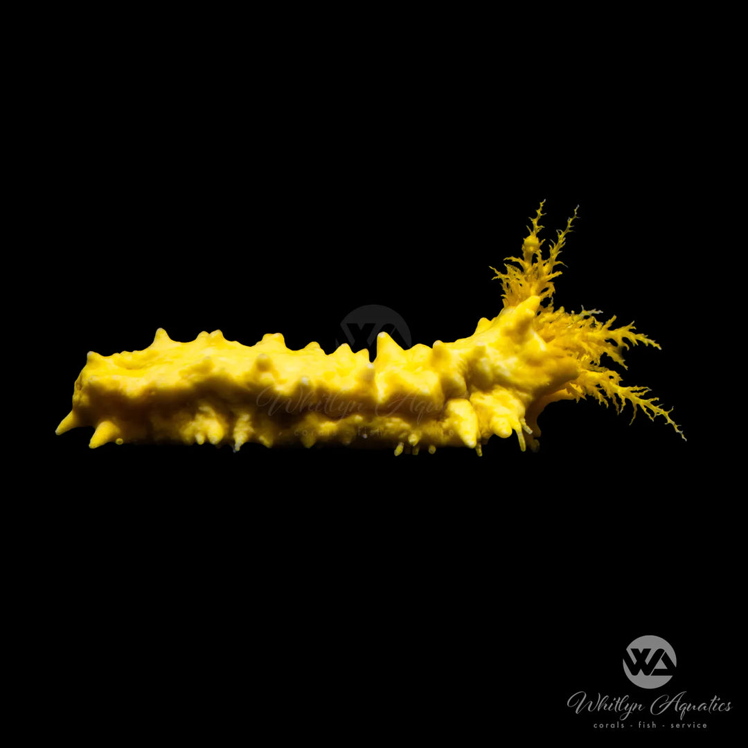 Yellow Sea Cucumber - Stichopus sp.