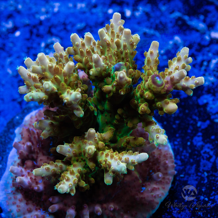 WA King Midas Acropora