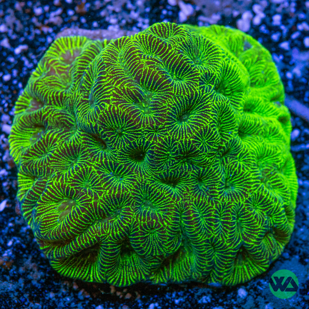 VA Gumball Goniastrea Maze – Violet Aquarium