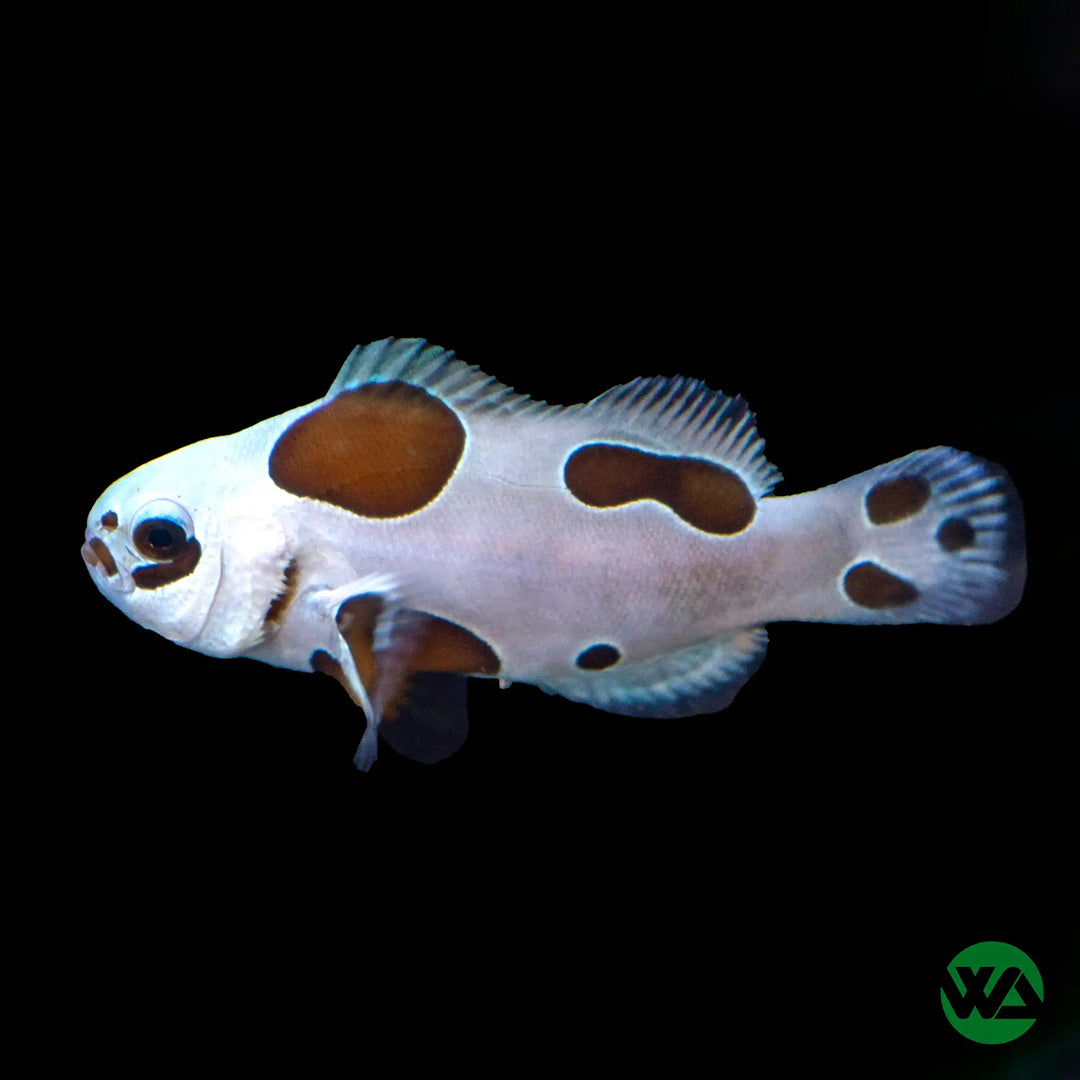 Mocha Storm Clownfish