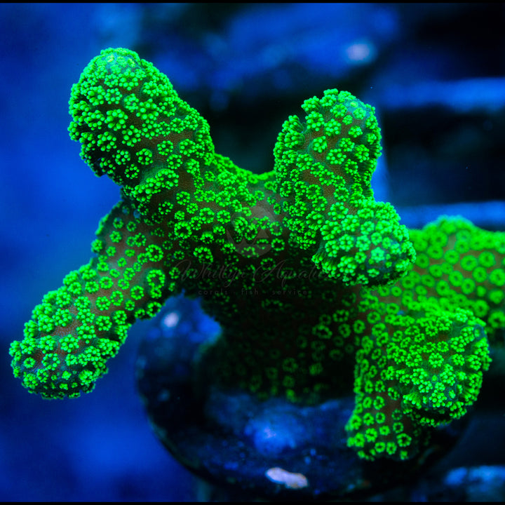 Neon Green Stylophora