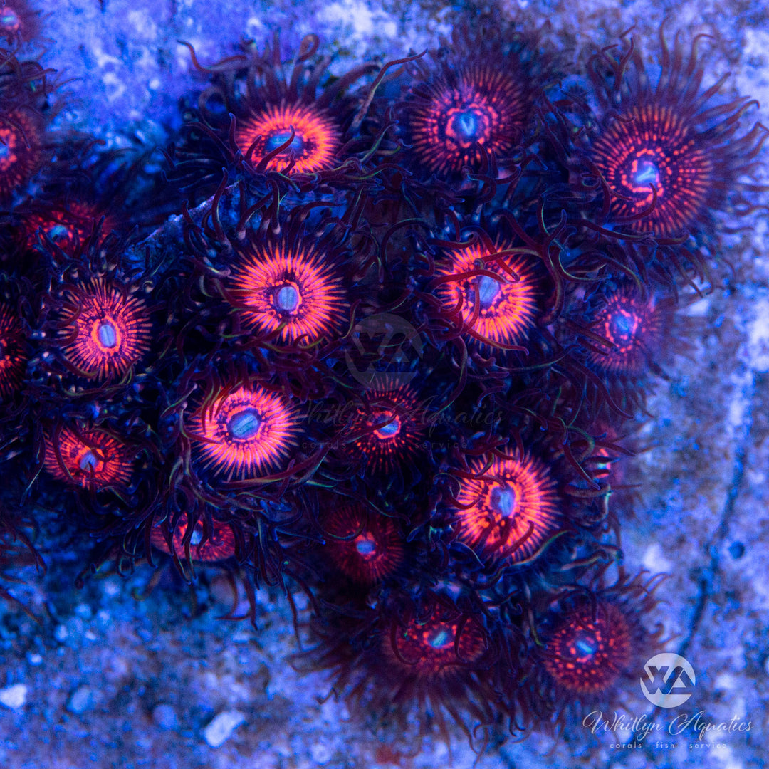 Nightcrawlers for Corals and Fish