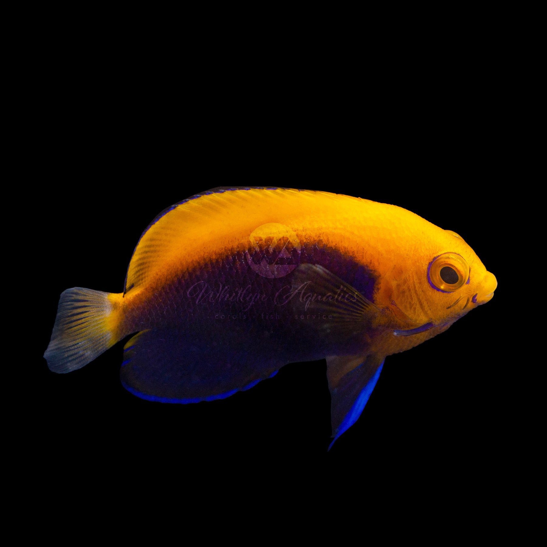 Pearly Gold Angelfish