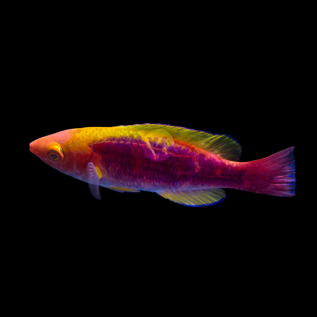 Lubbock's Fairy Wrasse - Cirrhilabrus lubbocki