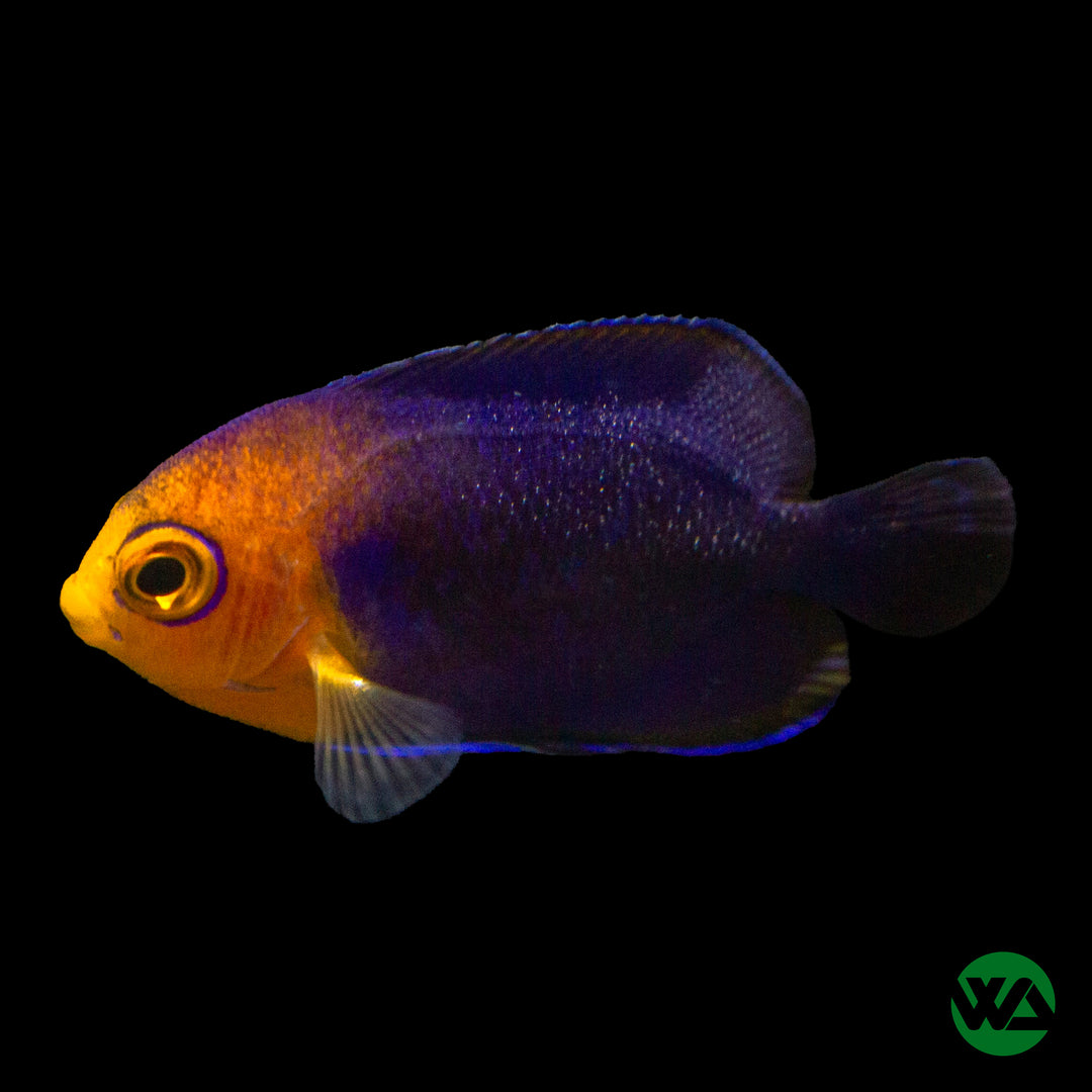 Pygmy Cherub Angelfish