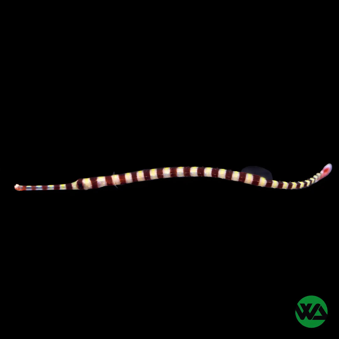 banded pipefish